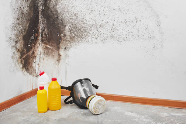 Best Mold Cleaning Services  in Elmwood, LA