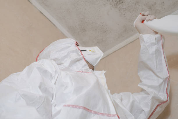 Best Home Mold Removal  in Elmwood, LA